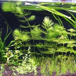 植栽から3日目　マツモ